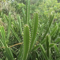 Euphorbia trigona Mill.